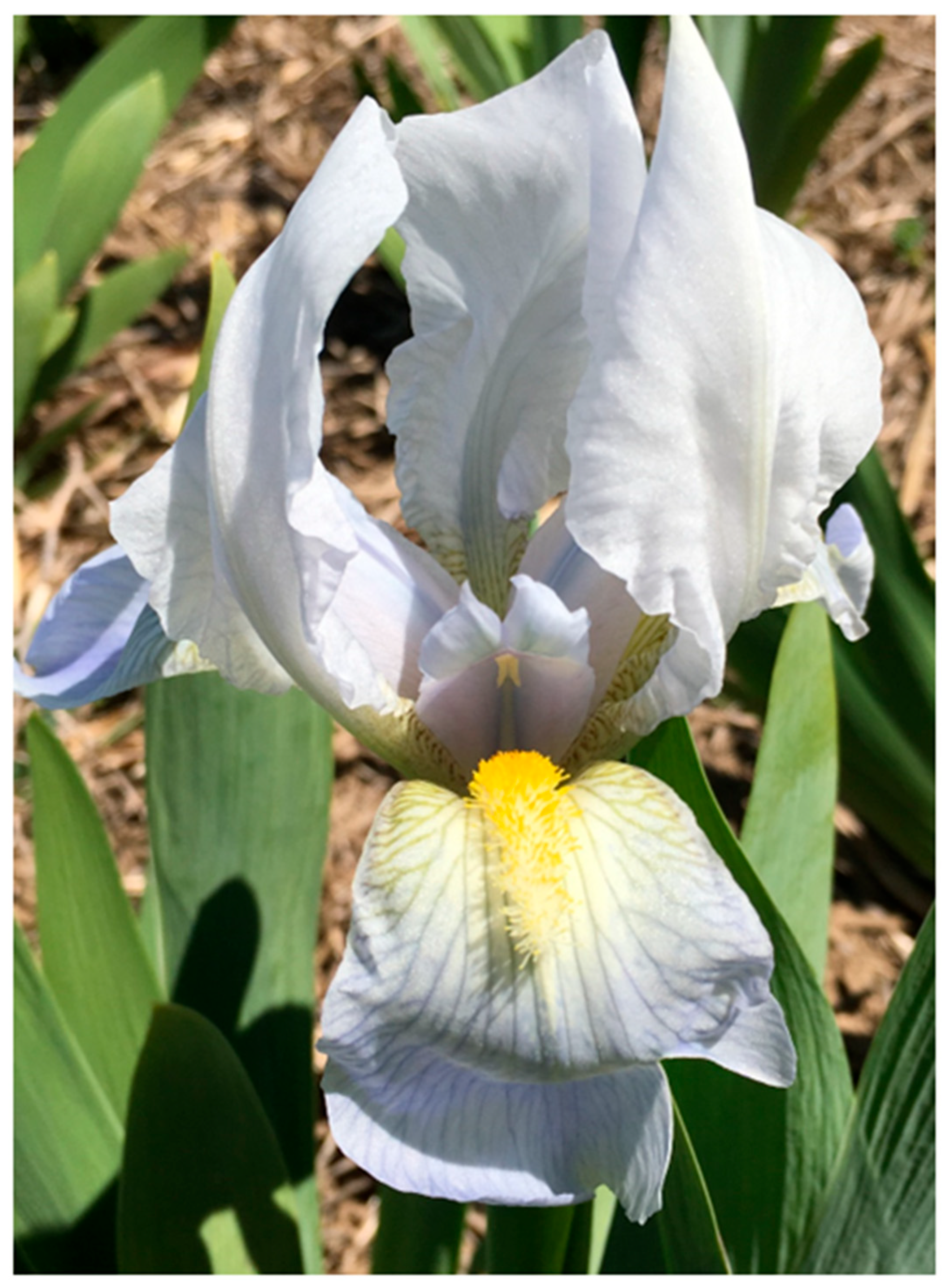 Molecules 30 03626 g008