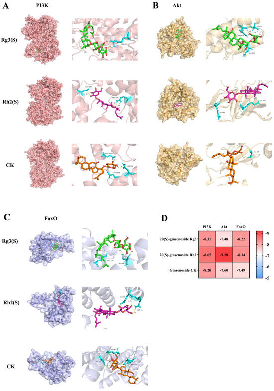 Ginsenosides Enhanced Apoptosis of Serum-Free Starved A549 Lung