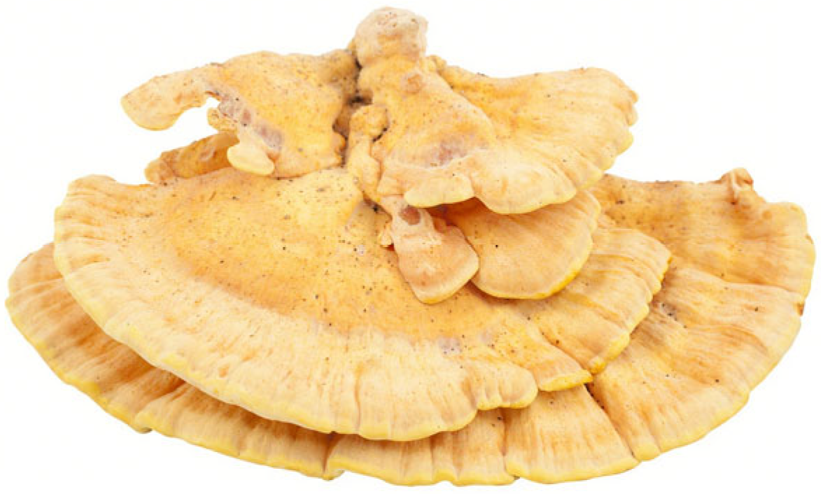 Molecules 30 03706 g001 Molecules 30 03706 g001