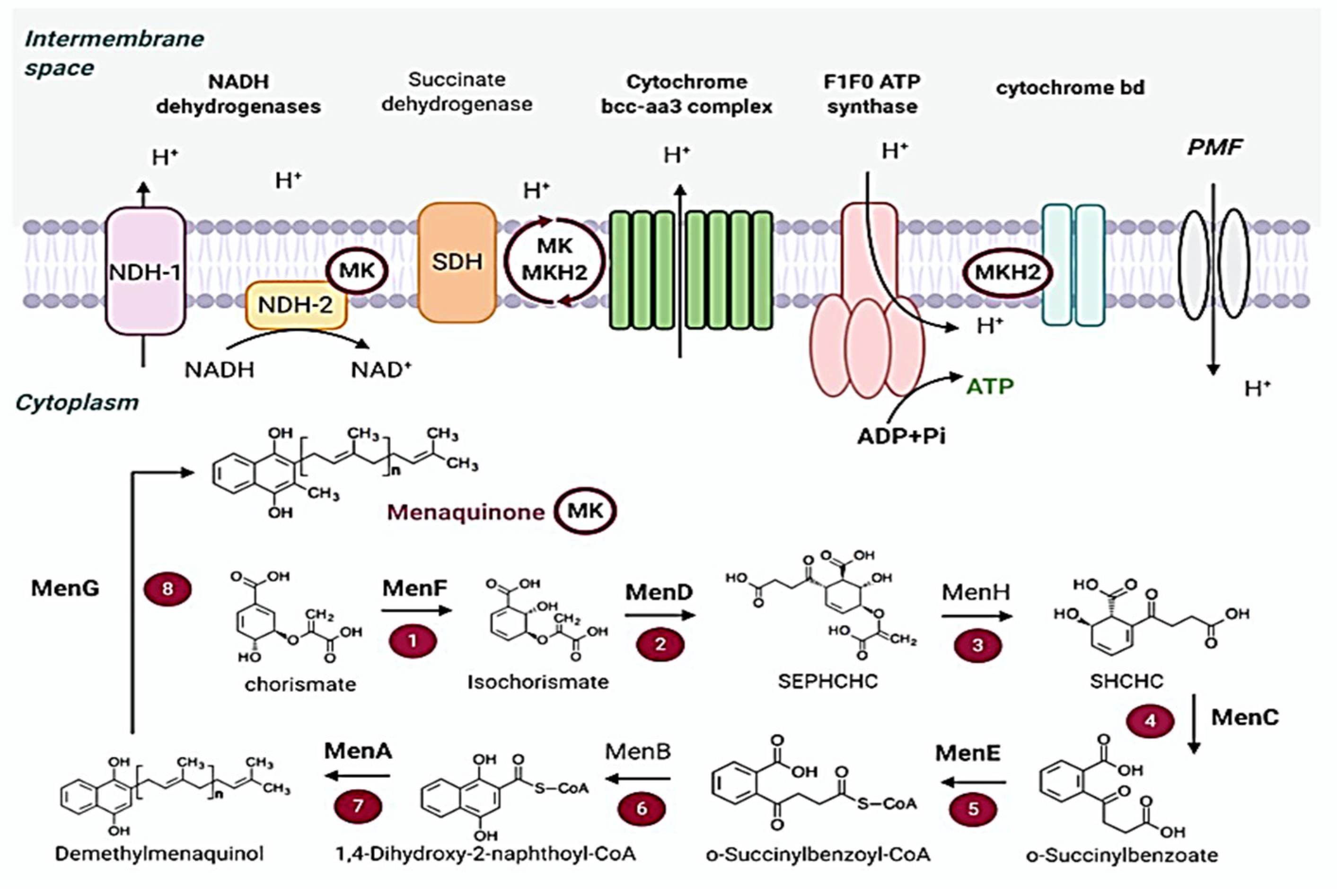 Molecules 30 03708 g004