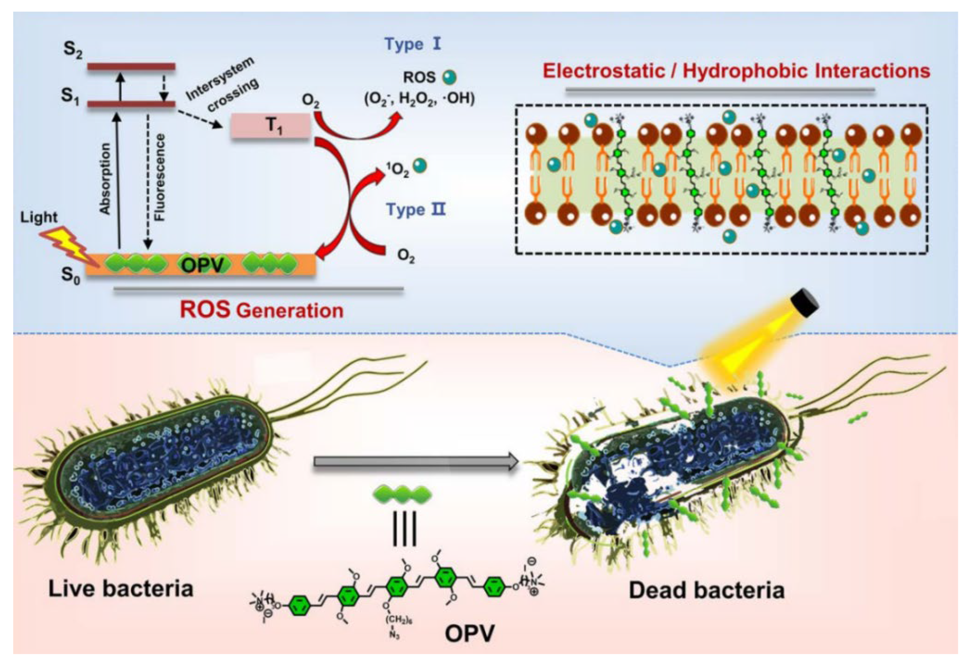 Molecules 30 03719 g003 Molecules 30 03719 g003