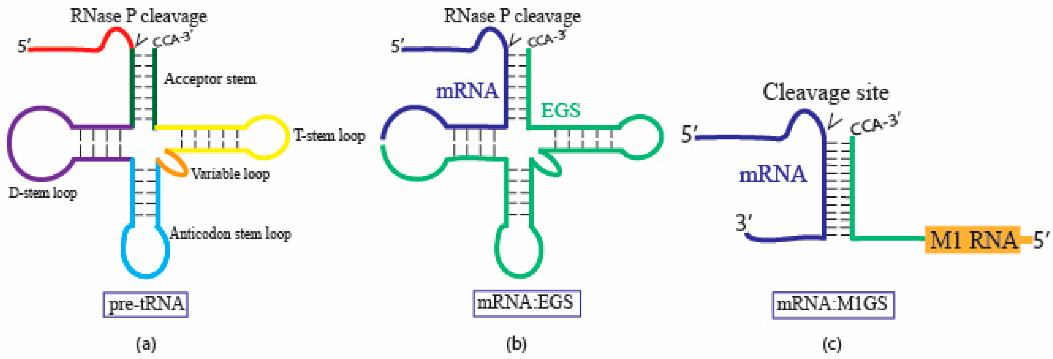 Molecules 30 03725 g002 Molecules 30 03725 g002