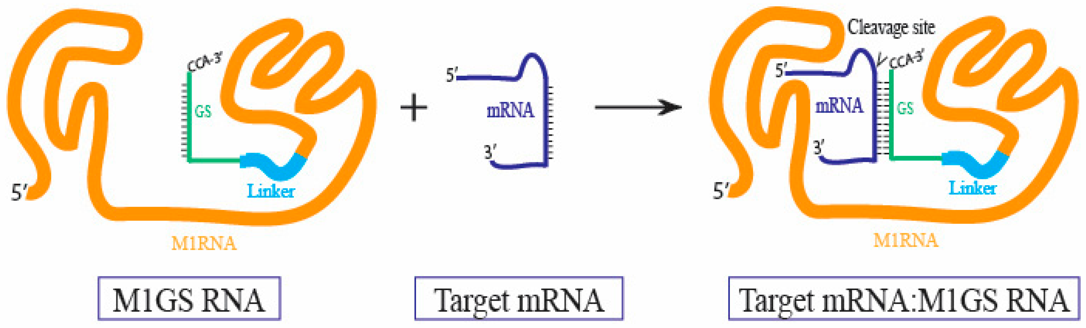 Molecules 30 03725 g003 Molecules 30 03725 g003