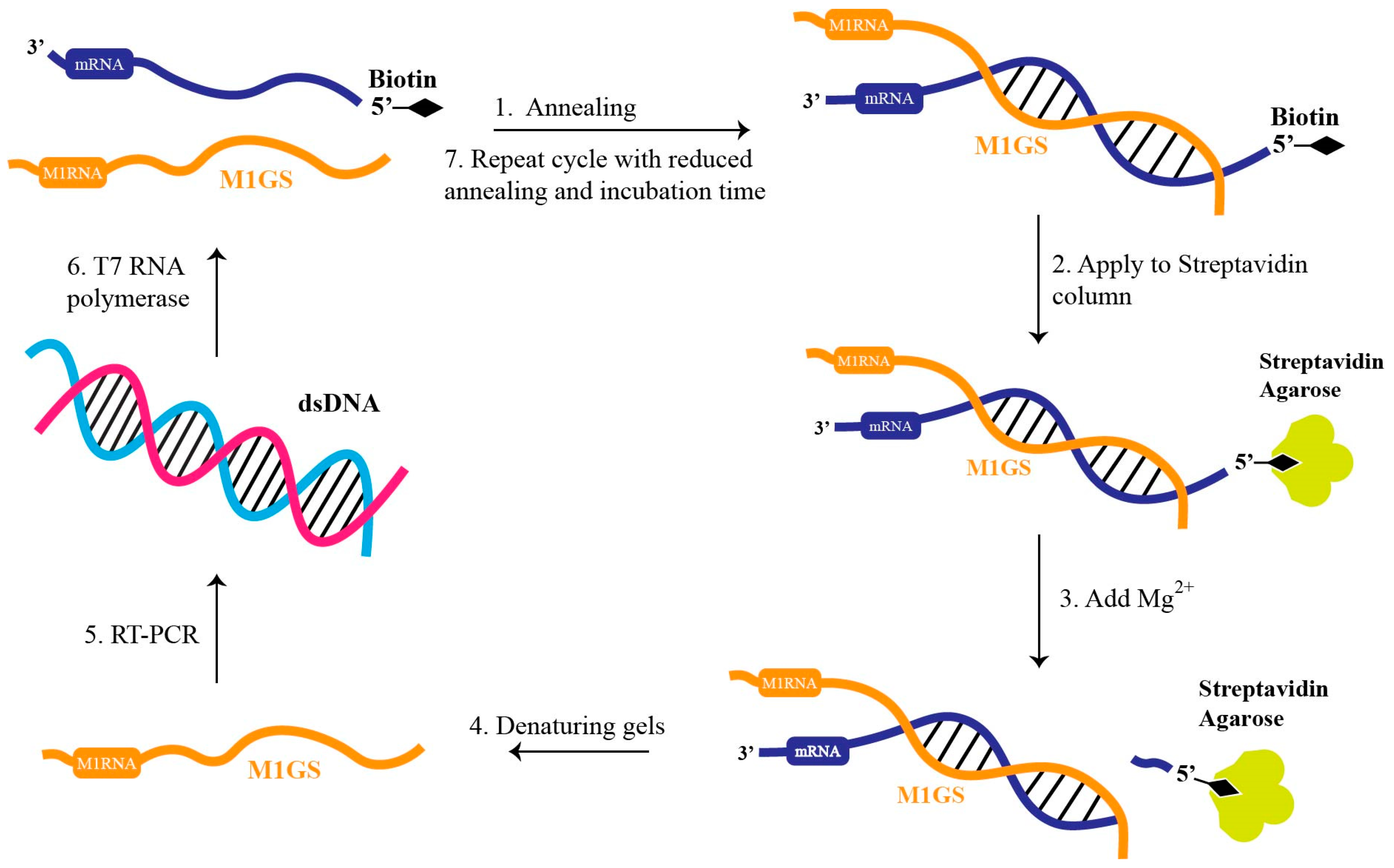 Molecules 30 03725 g004 Molecules 30 03725 g004