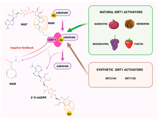 Can Sirtuin 1 Serve as a Therapeutic Target in Pulmonary Arterial