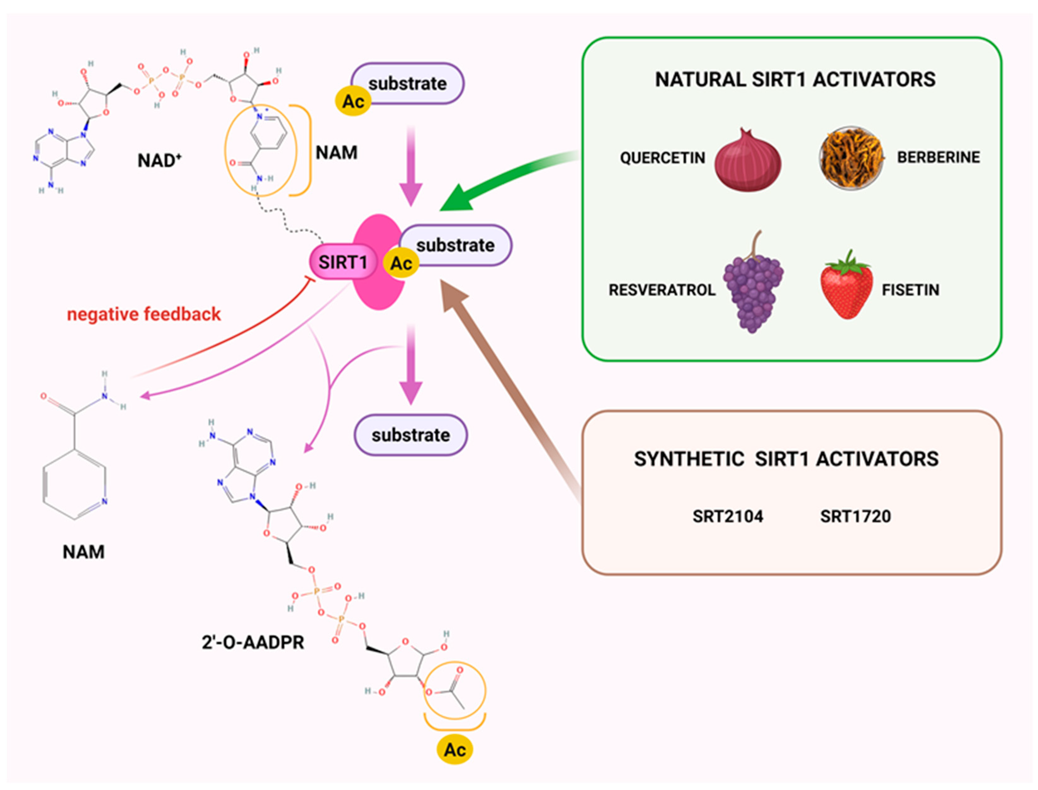 Molecules 30 03740 g001 Molecules 30 03740 g001