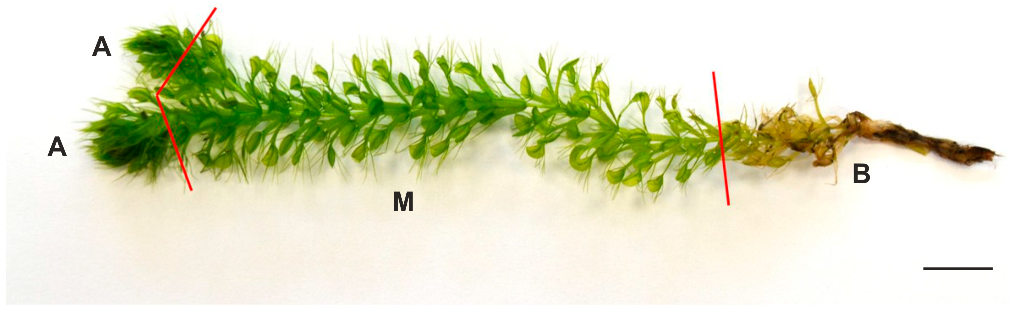 Molecules 30 03746 g003