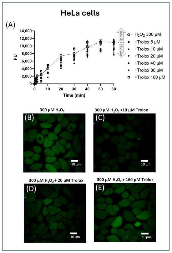 intracellular conc of glutathione in hela cells Intracellular Dual Behavior of Trolox in HeLa Cells and 3T3 Fibroblasts  Under Basal and H2O2-Induced Oxidative Stress Conditions