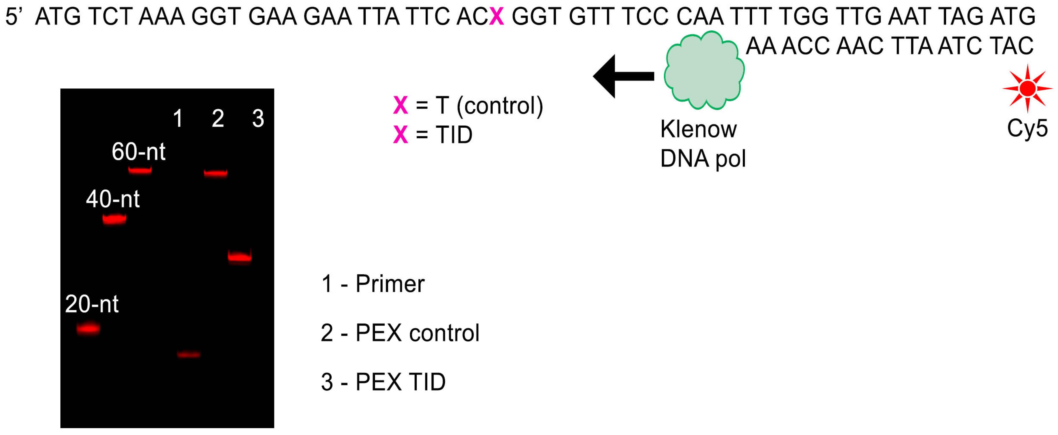 Molecules 30 03769 g004