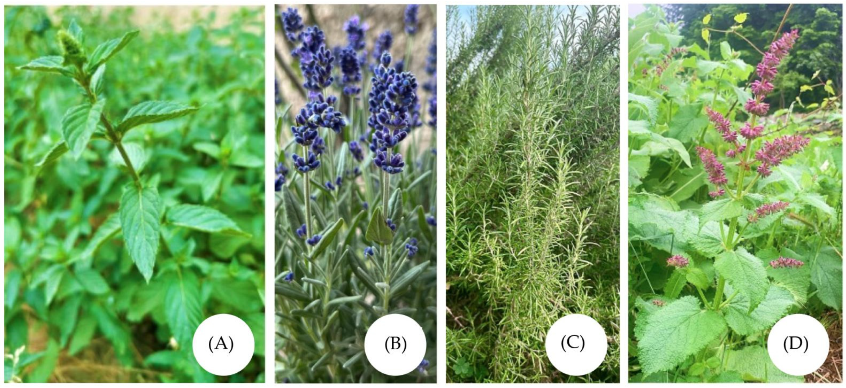 Molecules 30 03771 g001 Molecules 30 03771 g001