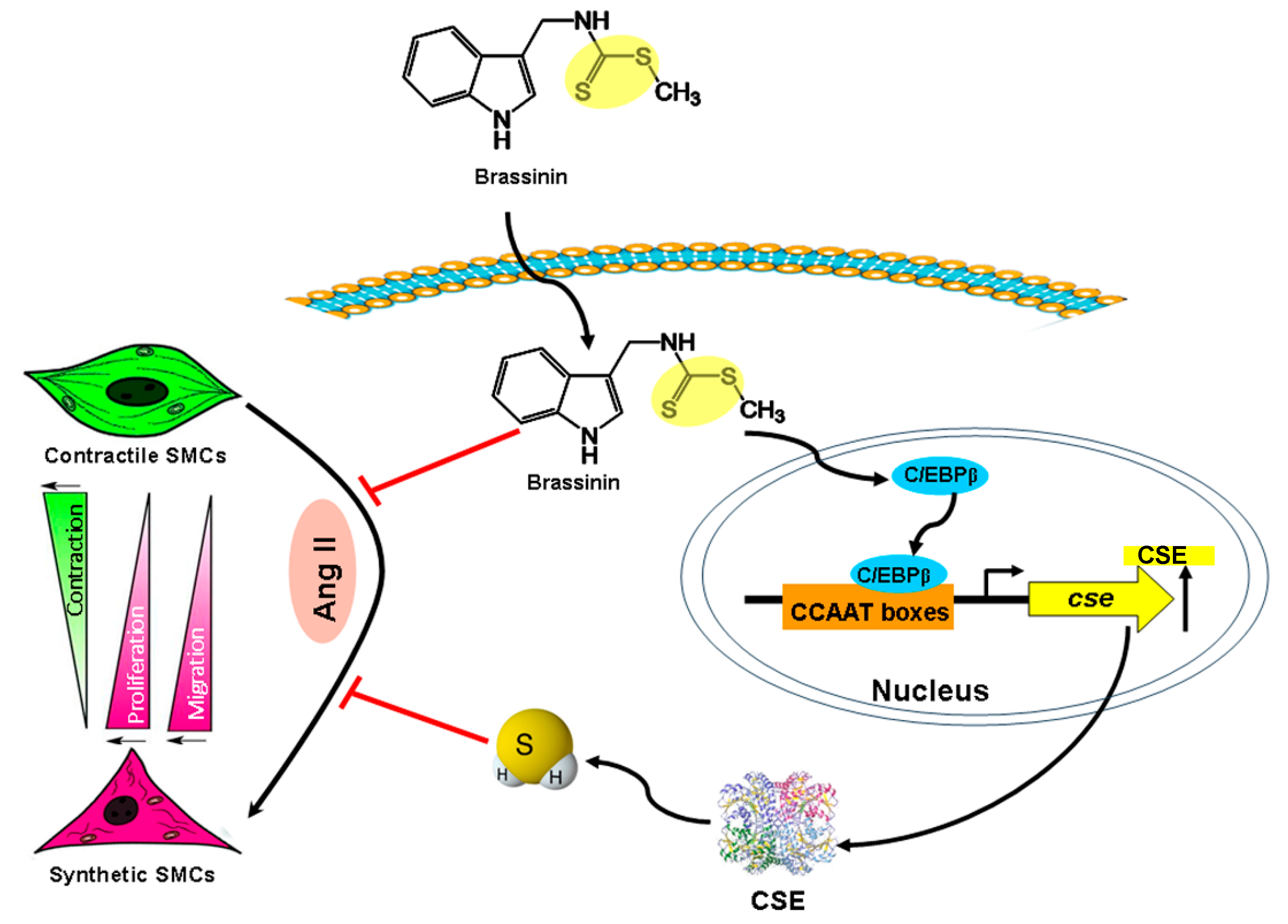 Molecules 30 03775 g007 Molecules 30 03775 g007