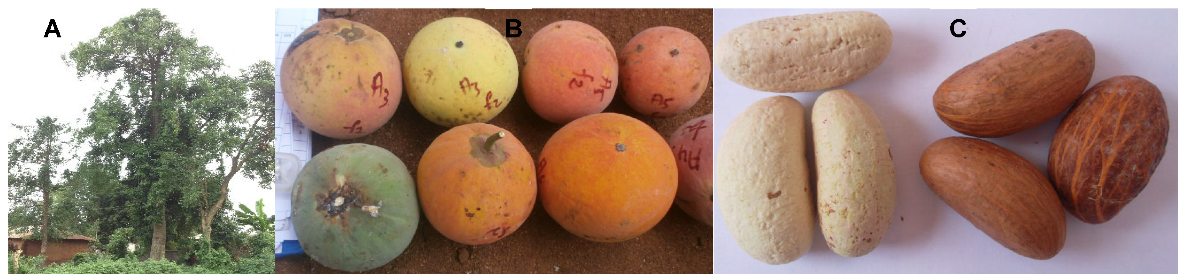 Molecules 30 03813 g001