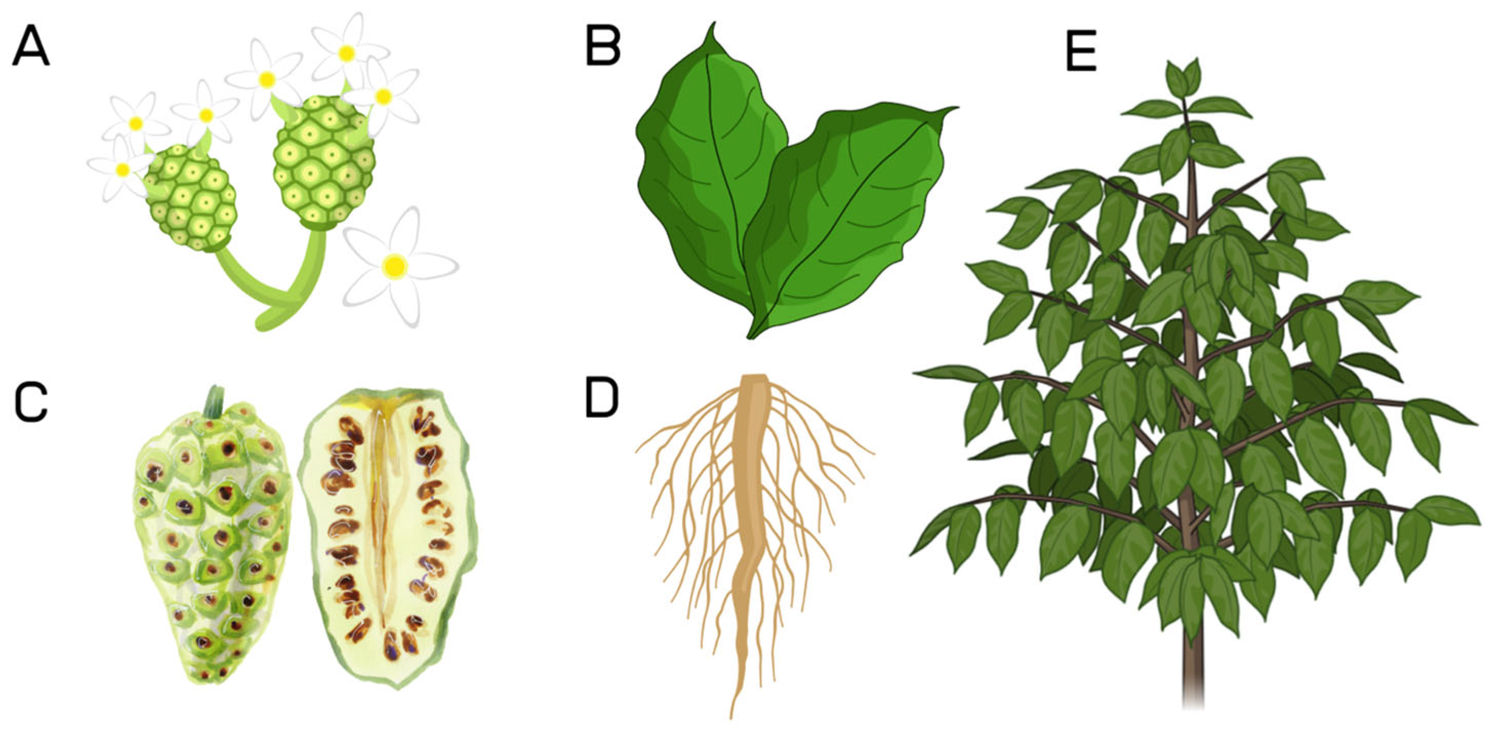 Molecules 30 03831 g002