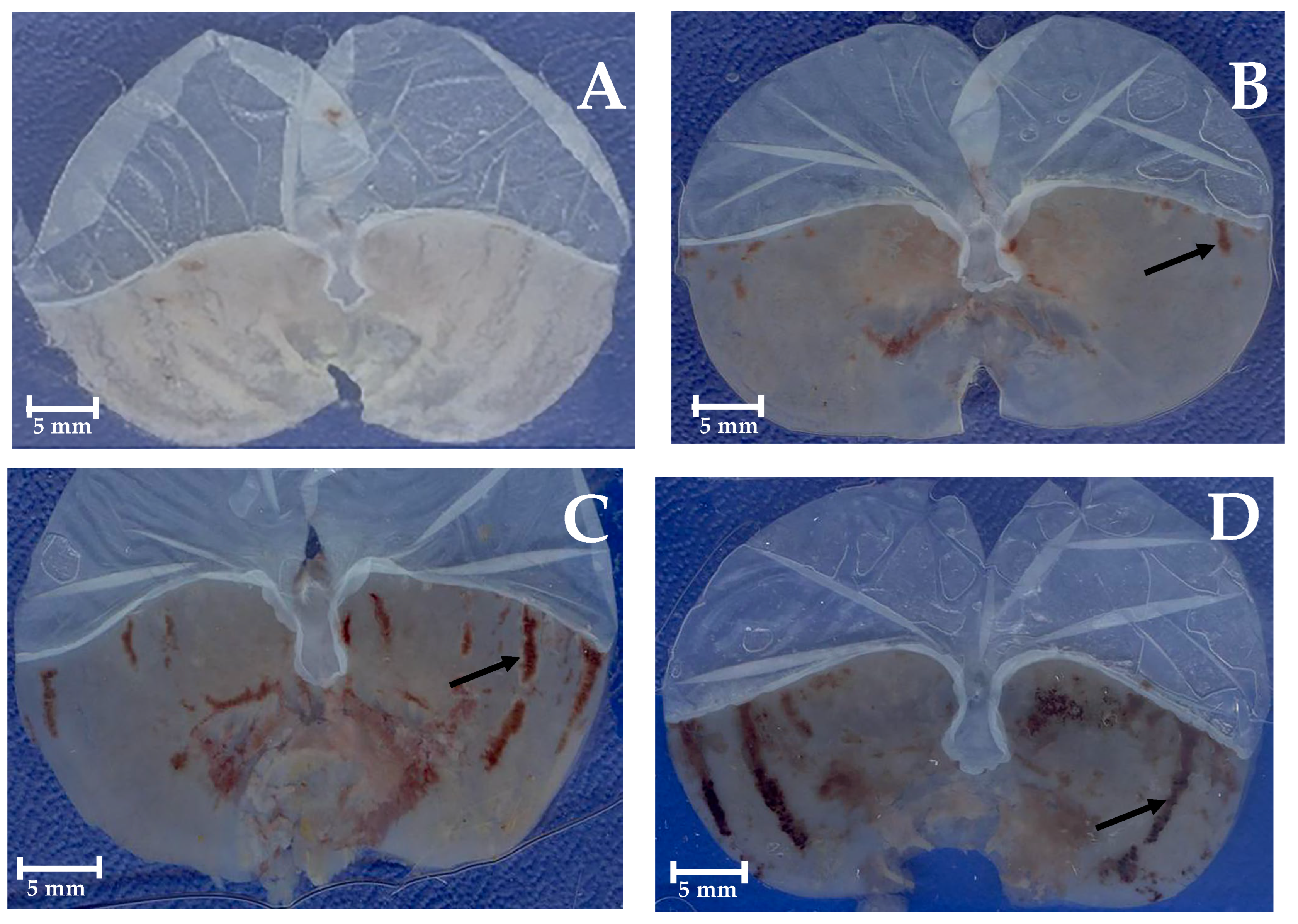Molecules 30 03849 g004a