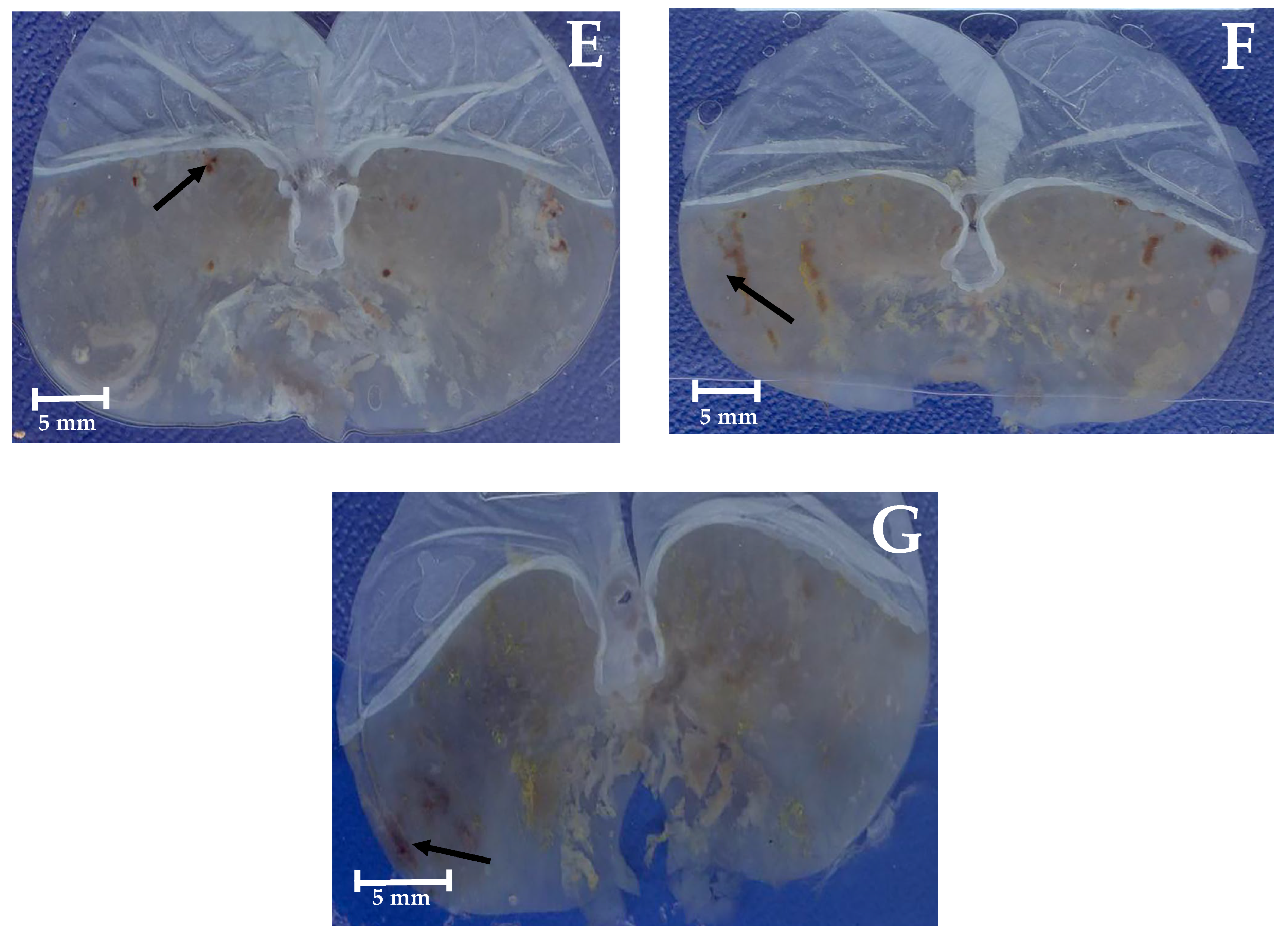 Molecules 30 03849 g004b