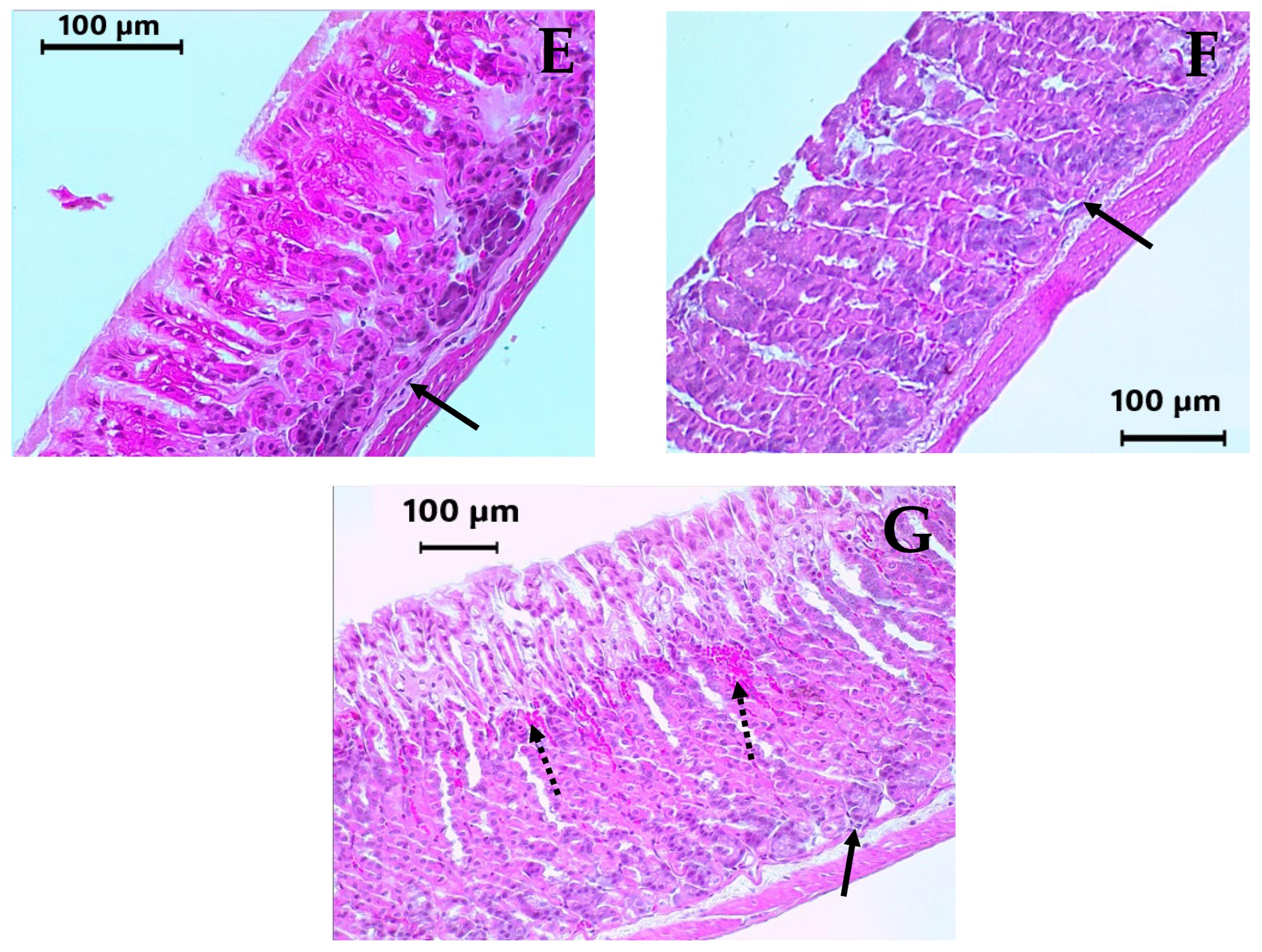 Molecules 30 03849 g005b