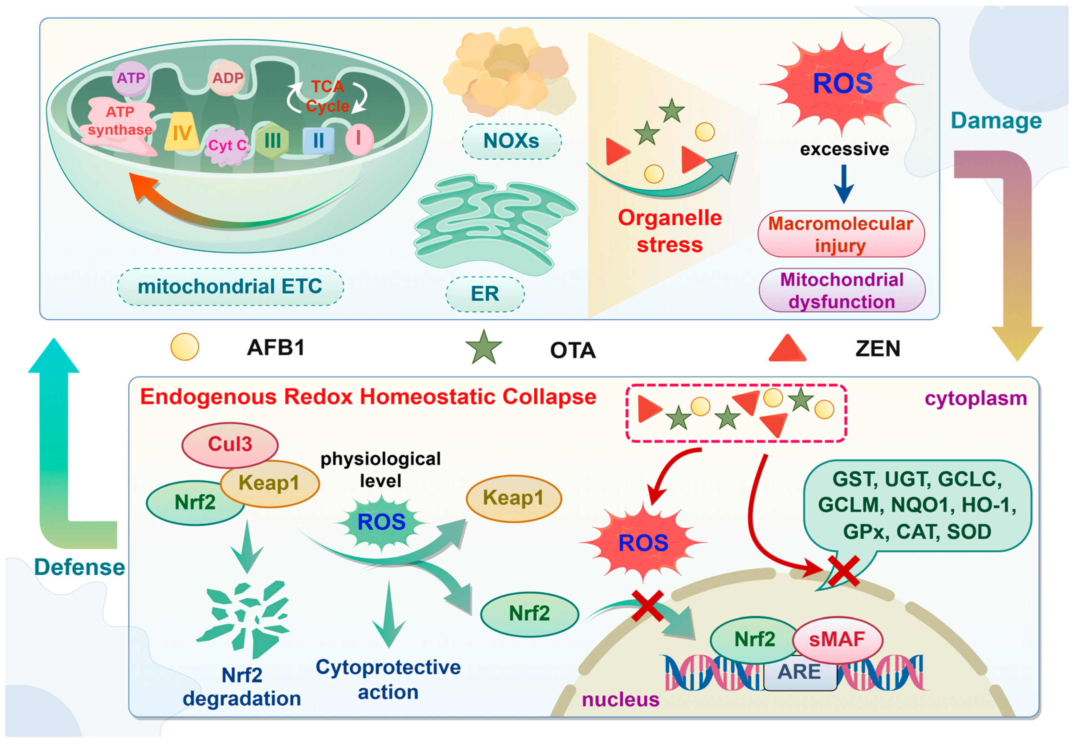 Molecules 30 03860 g005