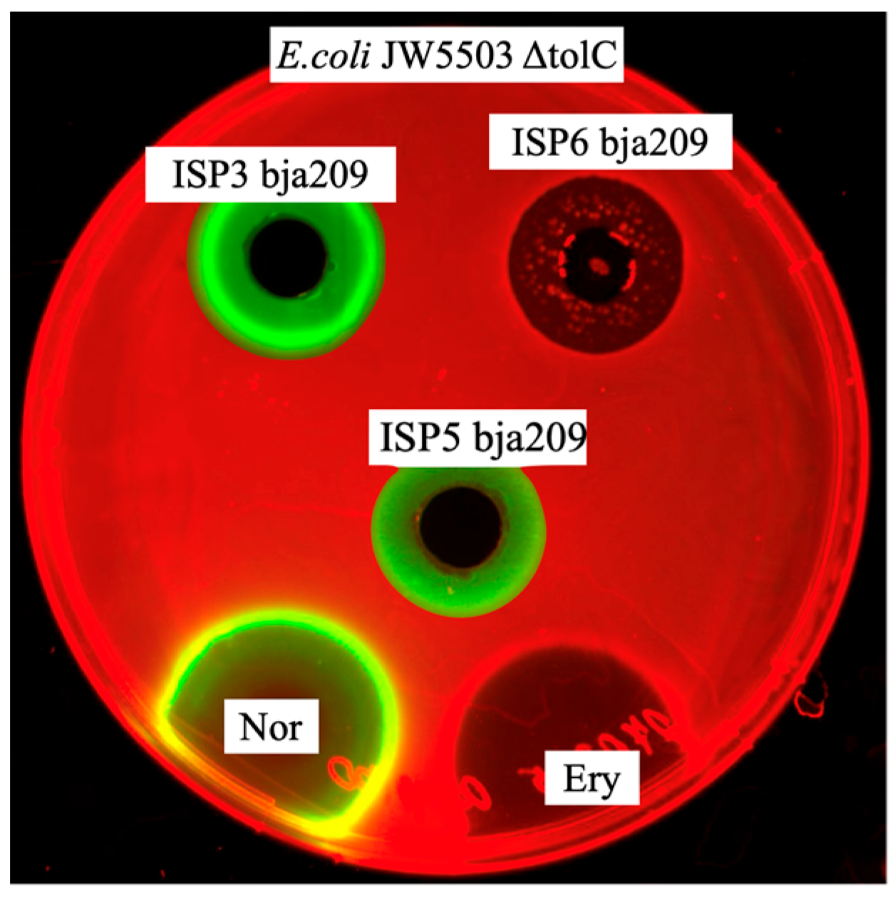 Molecules 30 03871 g004