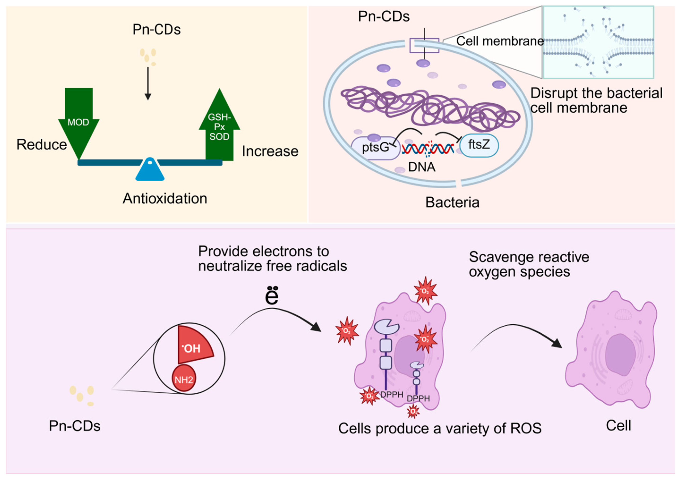 Molecules 30 04015 g004 Molecules 30 04015 g004