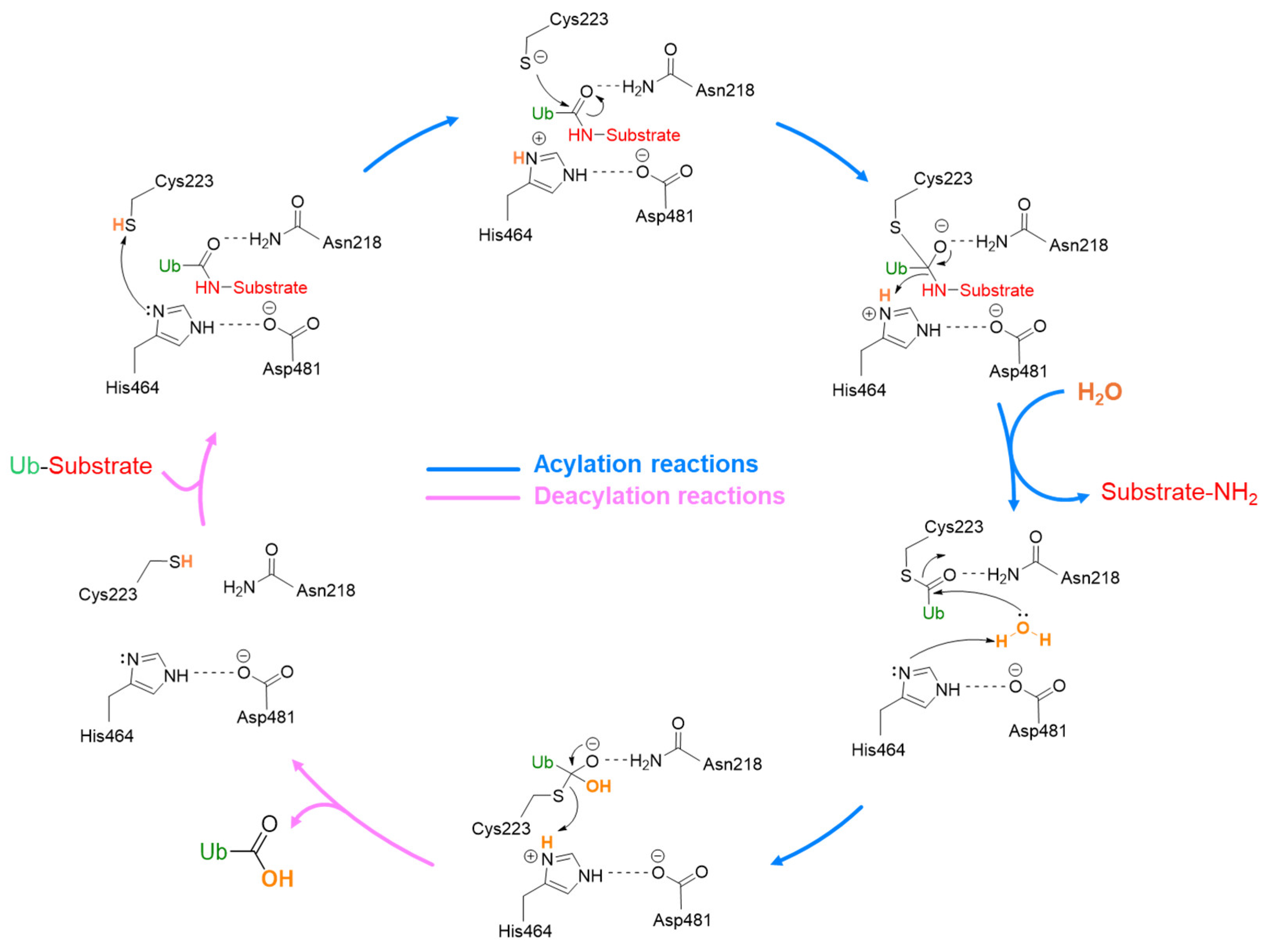 Molecules 30 04038 g004