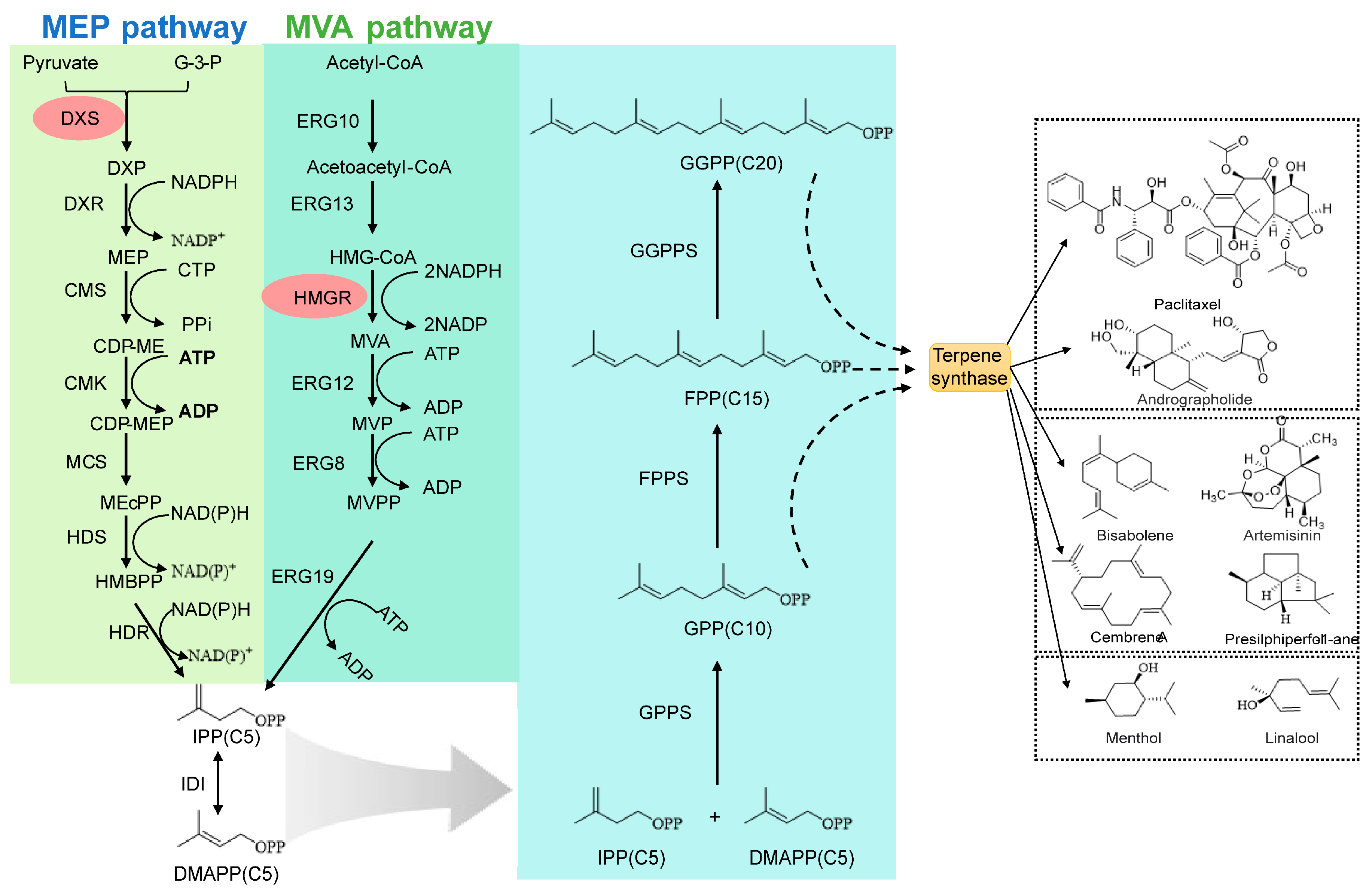 Molecules 30 04065 g003