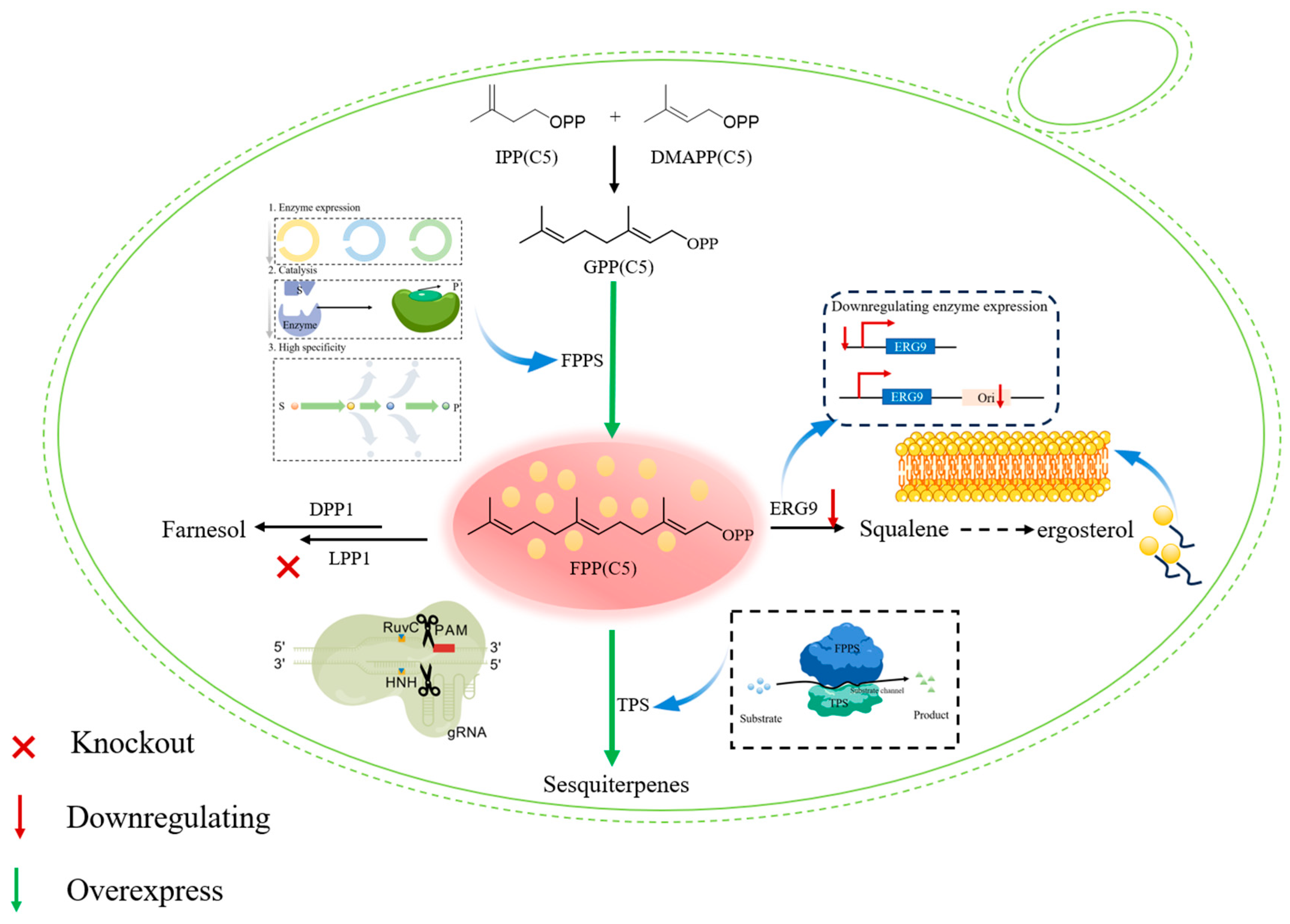 Molecules 30 04065 g004