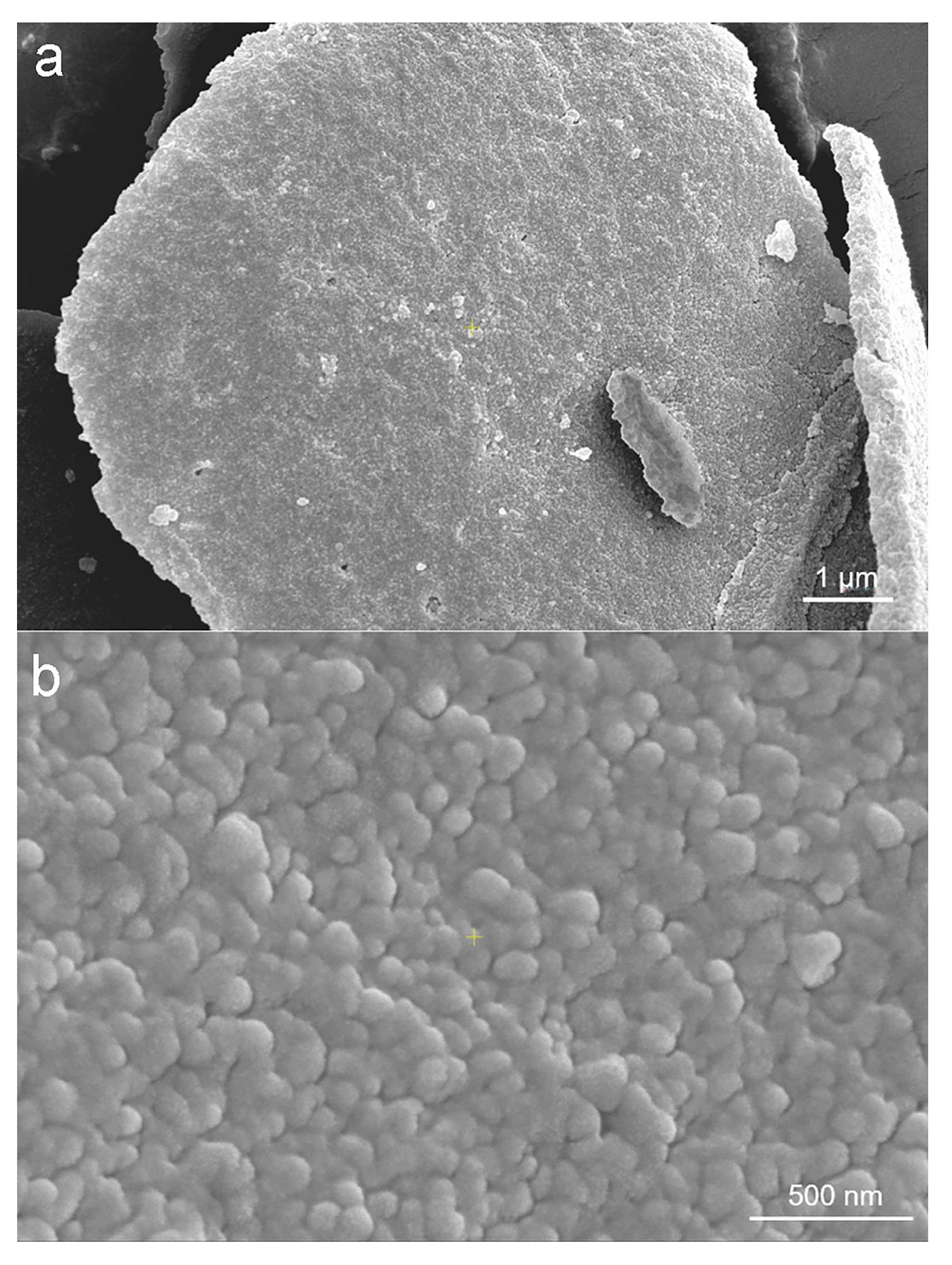 Molecules 30 04070 g005