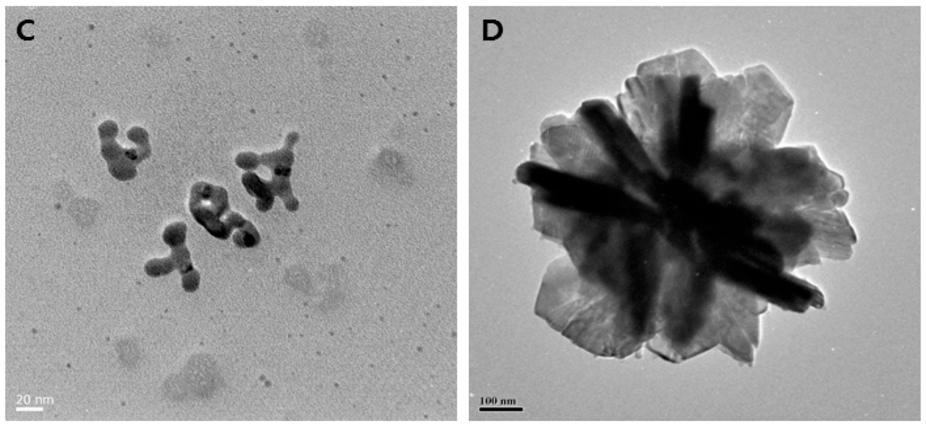 Paradoxical Features Empower Biogenic Silver Nanoparticles