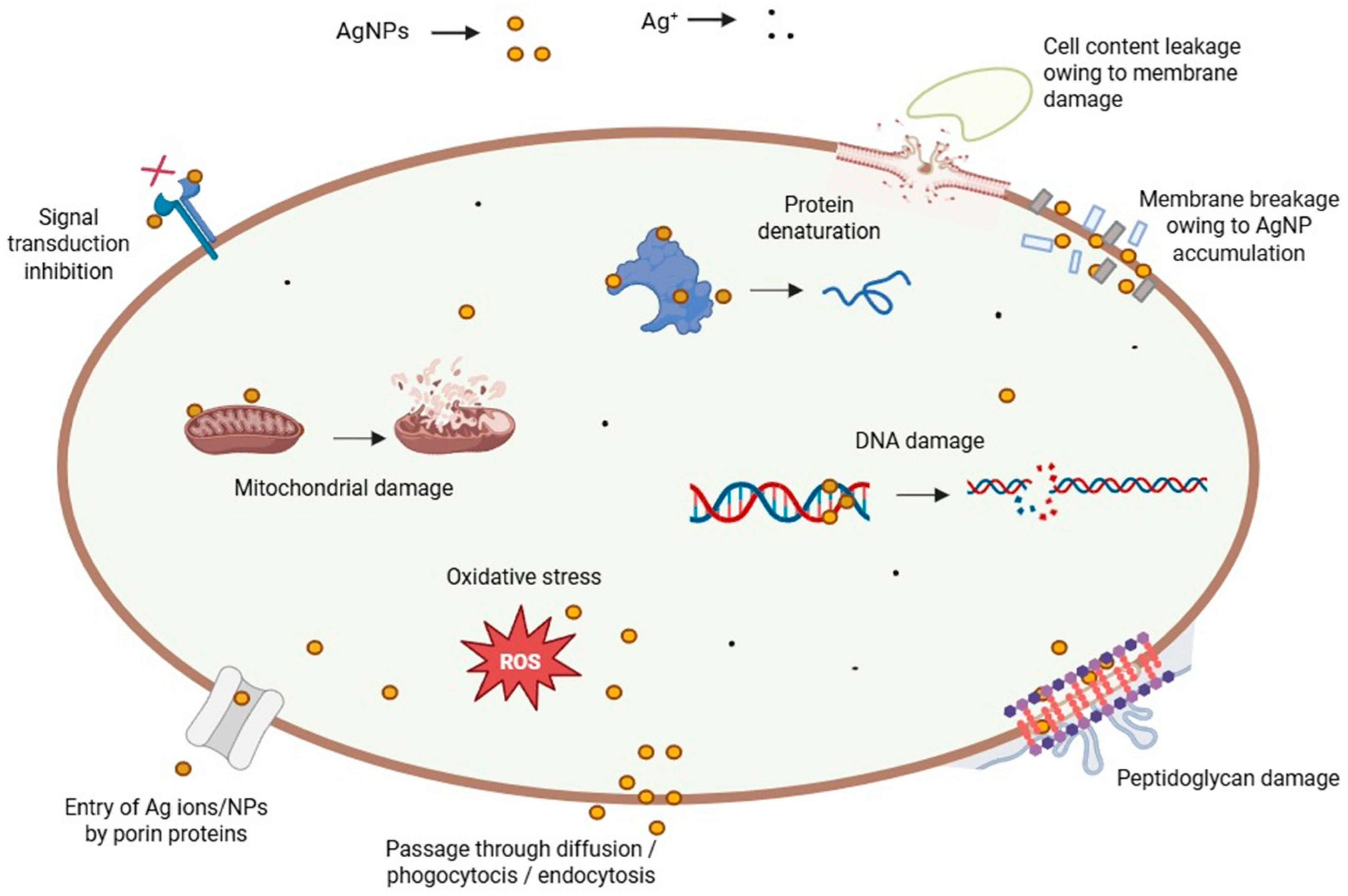 Paradoxical Features Empower Biogenic Silver Nanoparticles