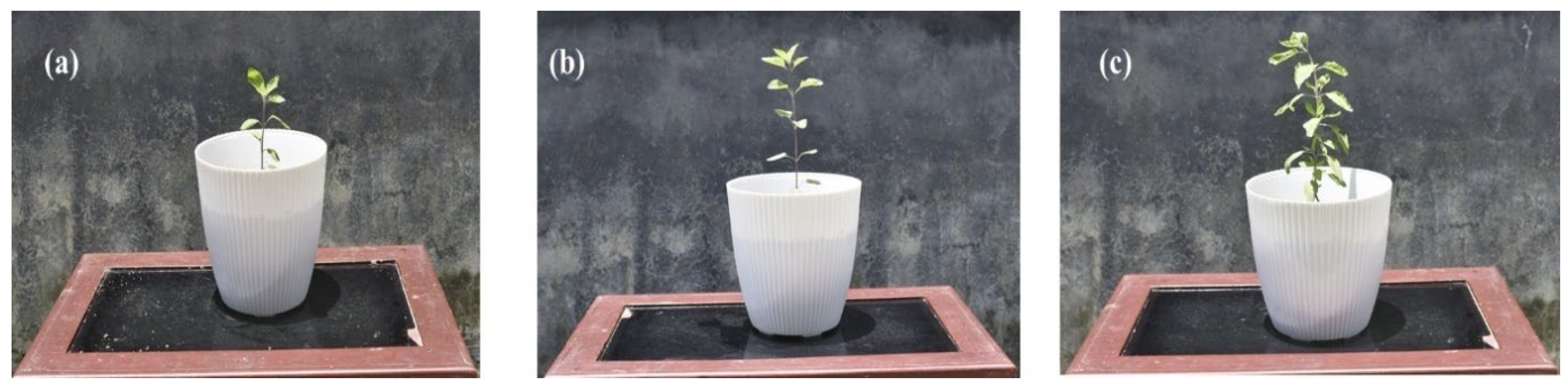 Molecules 30 04161 g006 Molecules 30 04161 g006