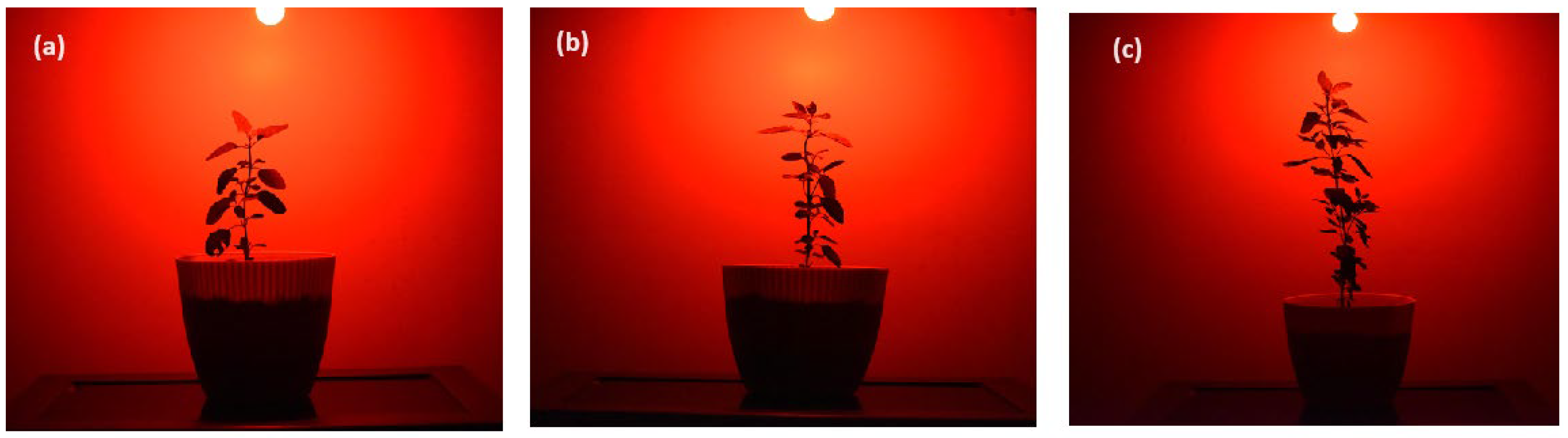 Molecules 30 04161 g007 Molecules 30 04161 g007