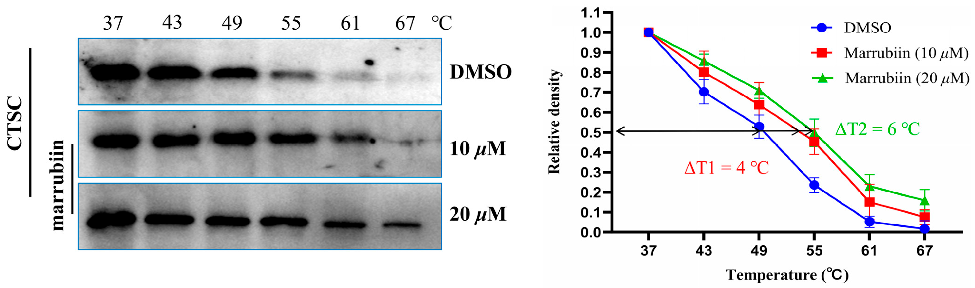 Molecules 30 04170 g005 Molecules 30 04170 g005