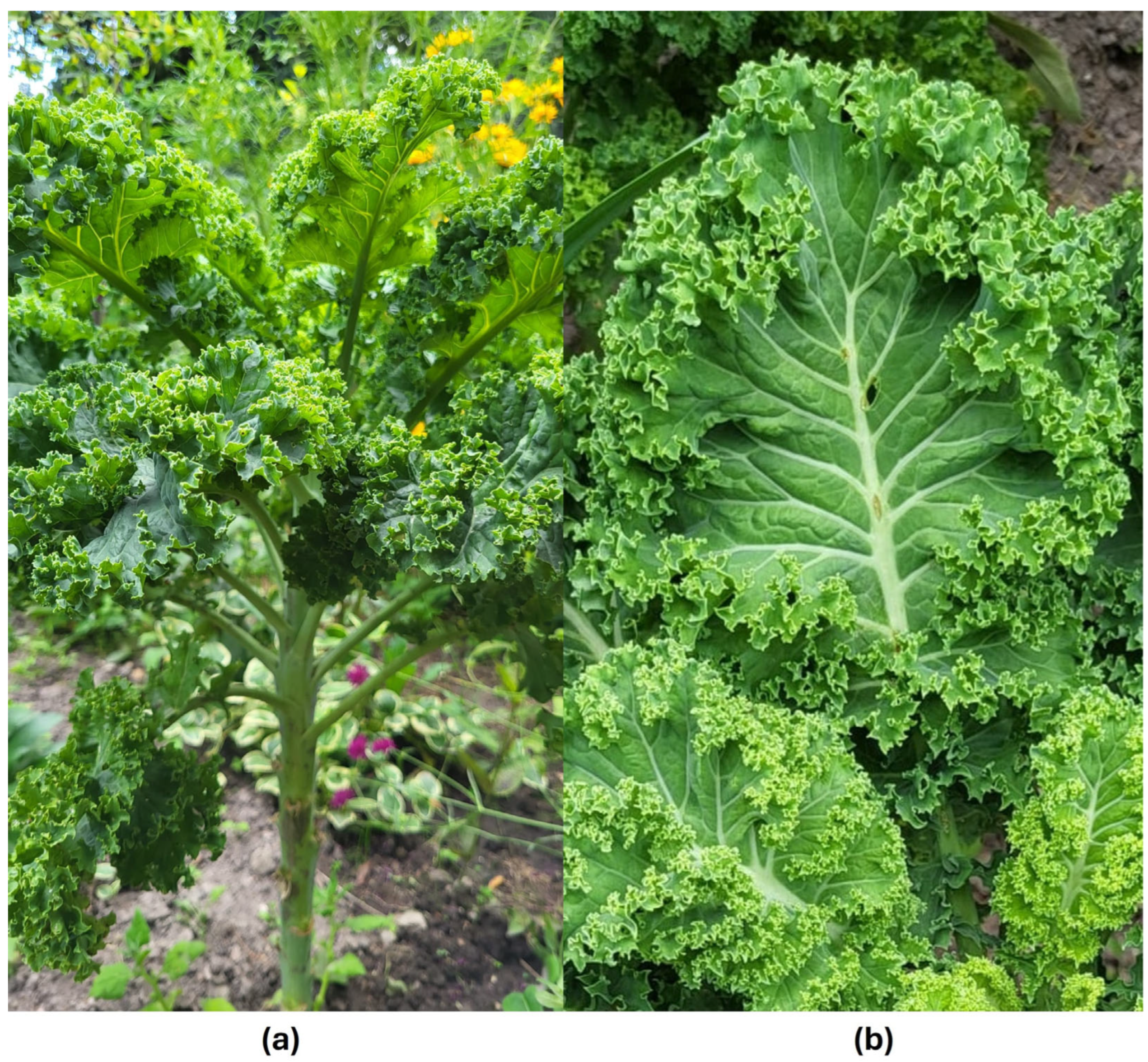 Molecules 30 04214 g001