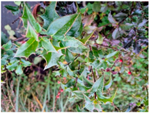 Molecules 30 04230 i001 Molecules 30 04230 i001