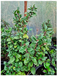 Molecules 30 04230 i003 Molecules 30 04230 i003