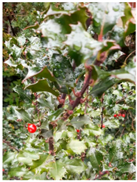 Molecules 30 04230 i004 Molecules 30 04230 i004