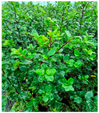 Molecules 30 04230 i008 Molecules 30 04230 i008