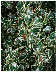 Molecules 30 04230 i009 Molecules 30 04230 i009