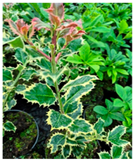 Molecules 30 04230 i010 Molecules 30 04230 i010