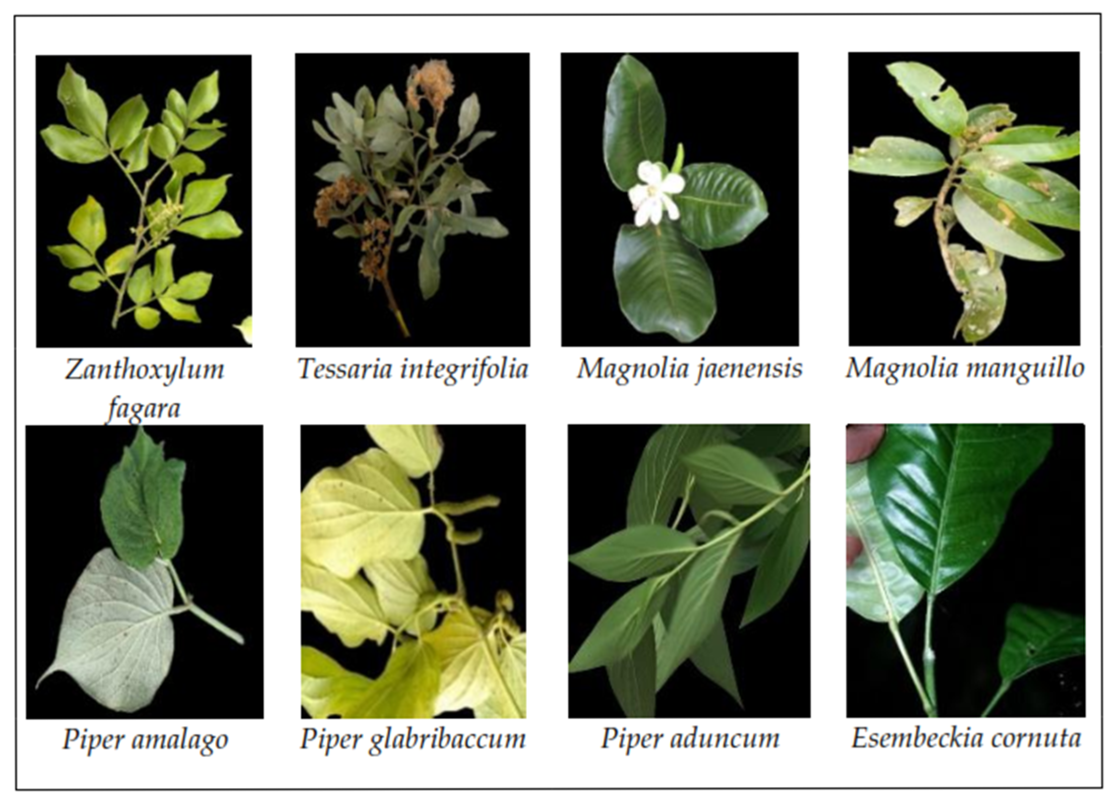 Molecules 30 04236 g005