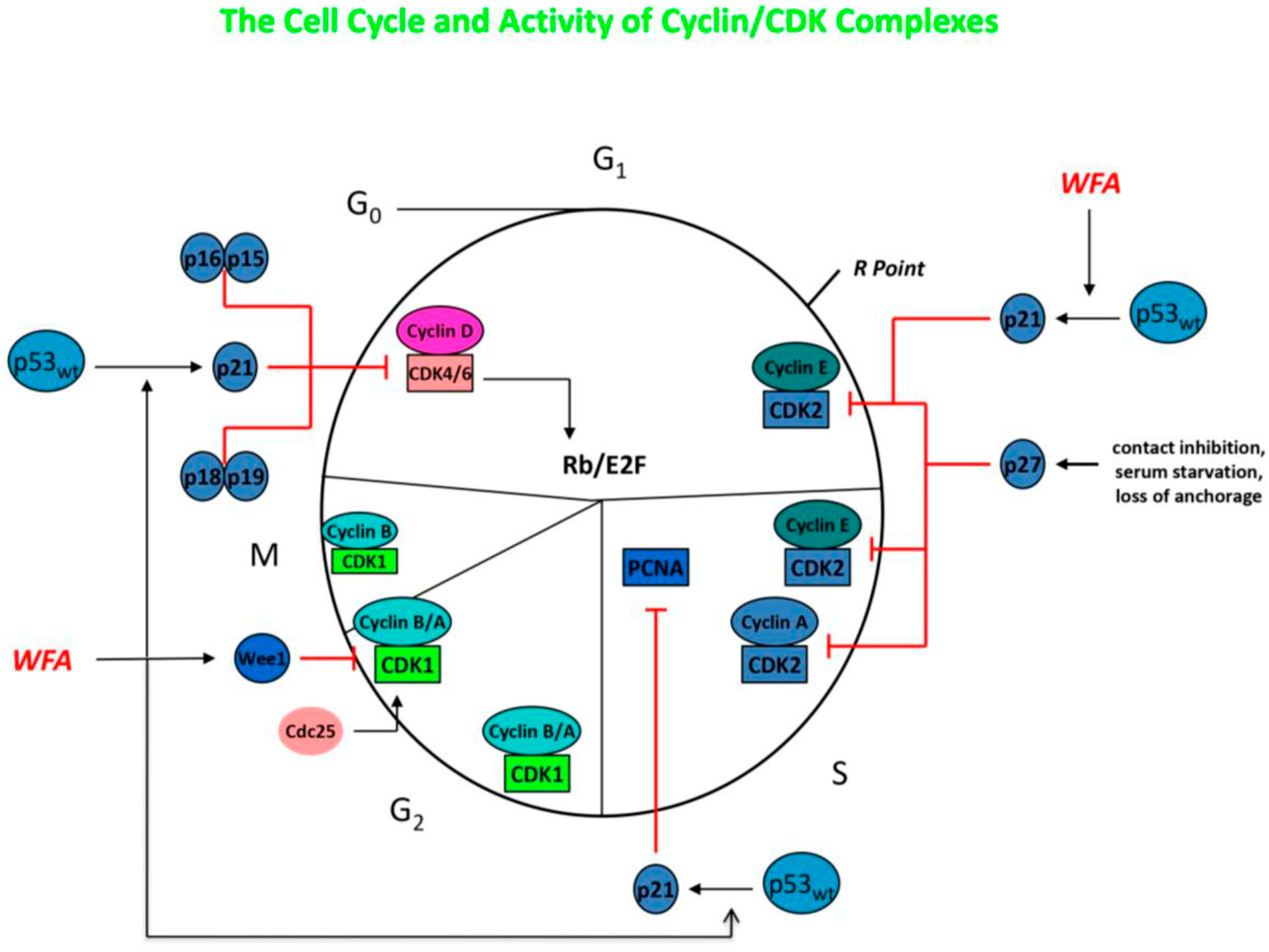 Molecules 30 04272 g005 Molecules 30 04272 g005