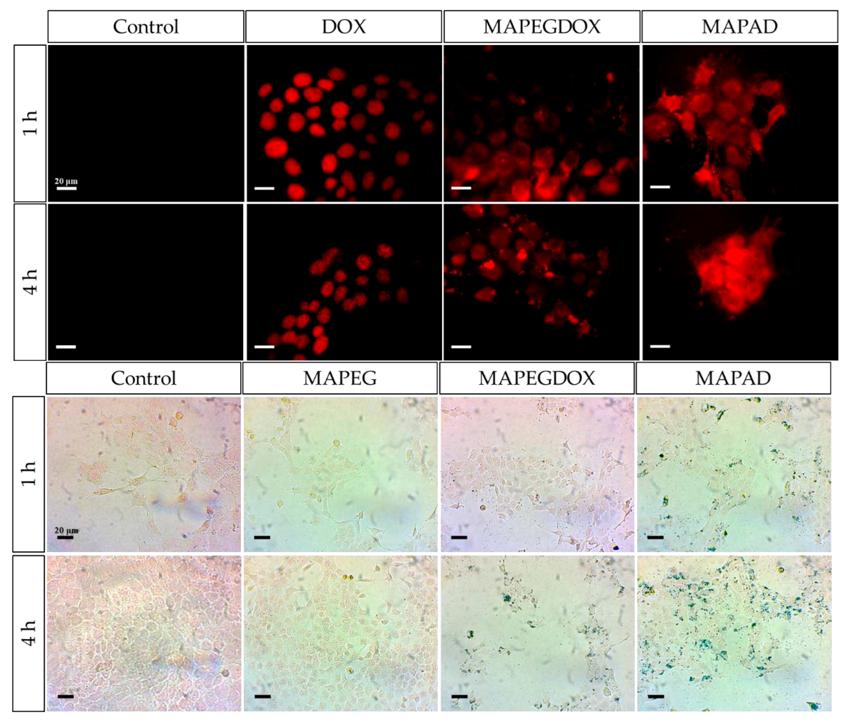Molecules 30 04290 g014 Molecules 30 04290 g014