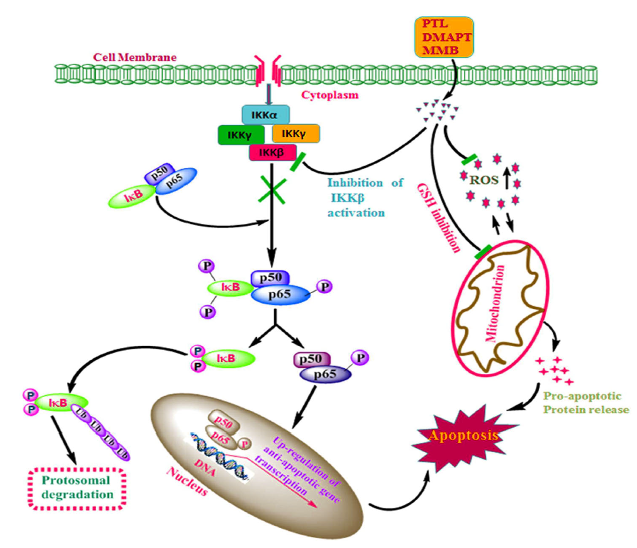 Molecules 30 04302 g002 Molecules 30 04302 g002
