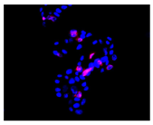 Molecules 30 04319 i019