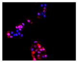 Molecules 30 04319 i020