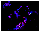 Molecules 30 04319 i031