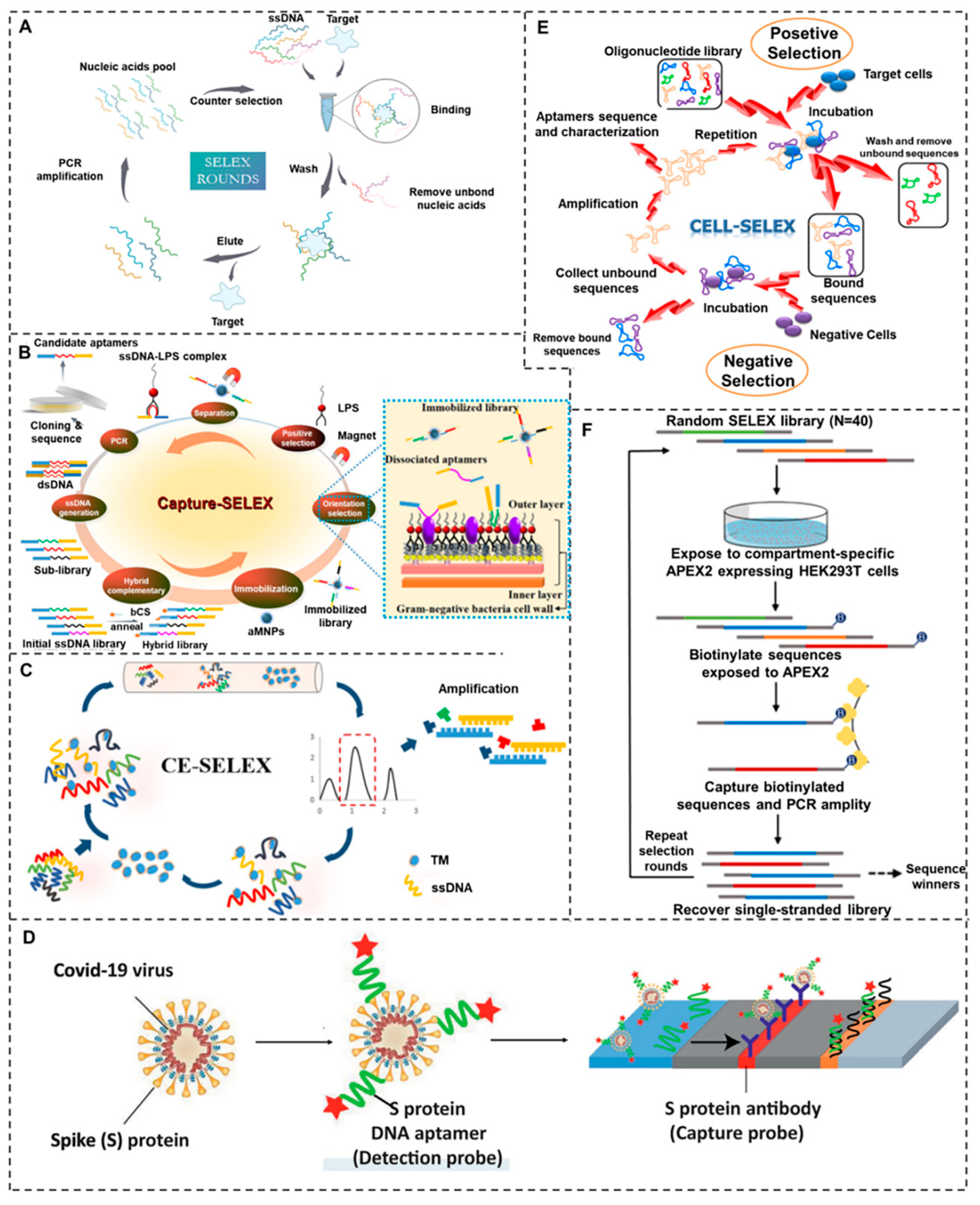 Aptamer-Based Biosensors for Rapid Detection and Early Warning of