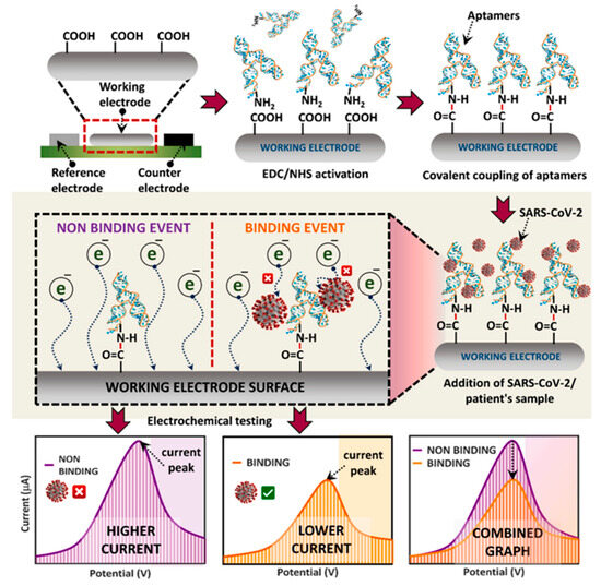Aptamer-Based Biosensors for Rapid Detection and Early Warning of