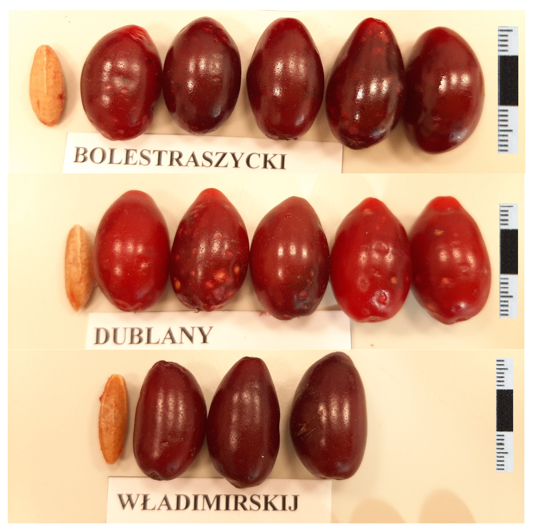 Molecules 30 04382 g004 Molecules 30 04382 g004