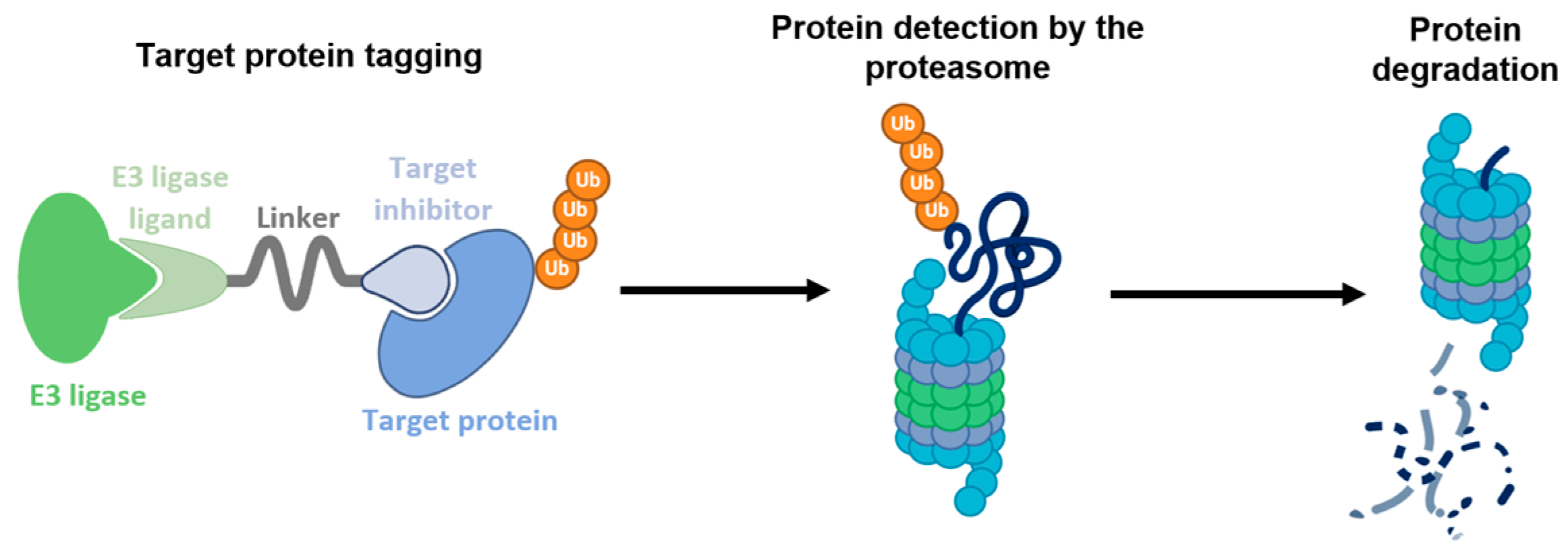Molecules 30 04388 g003 Molecules 30 04388 g003
